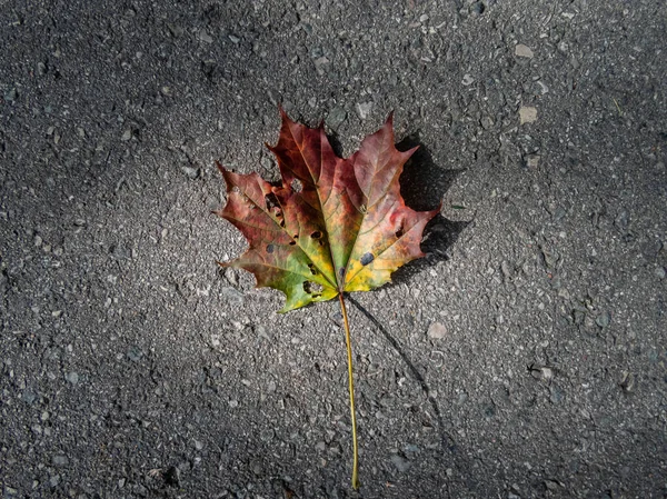 Primer Plano Una Hoja Arce Suelo Otoño Hoja Arce Cambiando —  Fotos de Stock