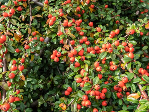 Küçük Parlak Koyu Yeşil Yapraklı Ayıüzümlü Kotonaterinin Parlak Kırmızı Meyveleri — Stok fotoğraf