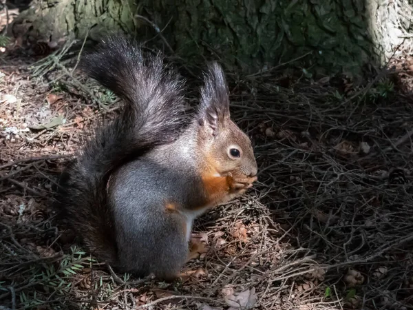 Close Shot Red Squirrel Sciurus Vulgaris Winter Grey Coat Sitting — Stockfoto