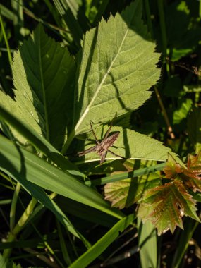 Yazın güneş ışığında yeşil bir bitkinin üzerinde uzun bacakları ve ince karnı olan kahverengi bebek ağı örümceğinin (Pisaura mirabilis) yakın çekimi