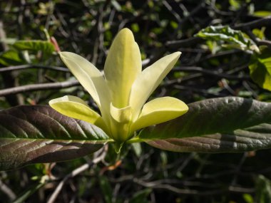 Salatalık ya da salatalık ağacı ya da mavi manolya (Magnolia acuminata) çiçeğinin yakın çekiminde ilkbaharda sarı-yeşil çiçek açarlar.
