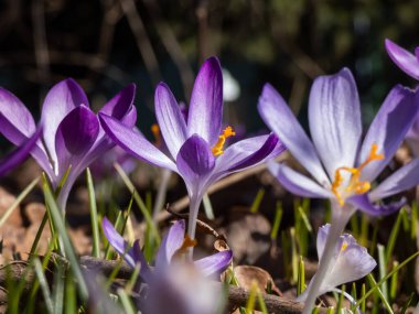 Güzel makro menekşe bahar timsahları (Crocus vernus) parlak güneş ışığı altında görünen turuncu polenler ile çiçek açarlar.