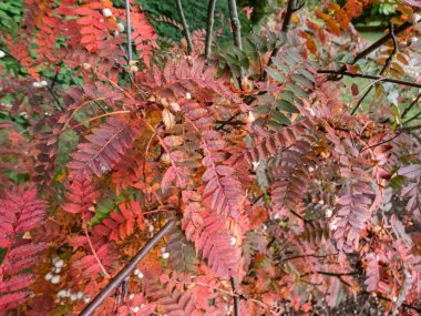 Koehne dağ külleri (Sorbus koehneana) yapraklarını sarıya çevirir ve sonbaharda parlak kırmızı ve beyaz meyveler verir.