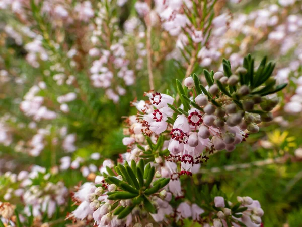 Macro Belas Flores Forma Sino Branco Rosa Vermelho Roxo Cornish — Fotografia de Stock