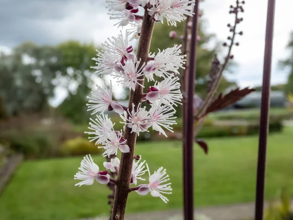 Bugbane Macro Çekimi Cimicifuga Simplex Atropurpurea Sonbaharın Başlarında Küçük Güzel — Stok fotoğraf