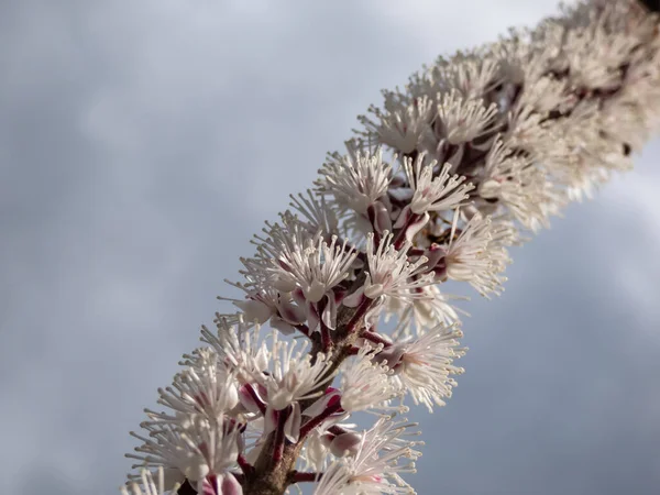 Bugbane Macro Çekimi Cimicifuga Simplex Atropurpurea Sonbaharın Başlarında Küçük Güzel — Stok fotoğraf