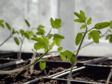 Pencere kenarındaki plastik saksılarda yetişen küçük domates fidelerinin makro çekimi. Kapalı alanda bahçıvanlık ve fidanlar.