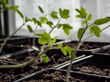 Pencere kenarındaki plastik saksılarda yetişen küçük domates fidelerinin makro çekimi. Kapalı alanda bahçıvanlık ve fidanlar.