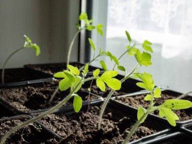 Pencere kenarındaki plastik saksılarda yetişen küçük domates fidelerinin makro çekimi. Kapalı alanda bahçıvanlık ve fidanlar.