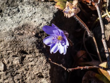 Güzel, mor Büyük Mavi Hepatica transsilvanica (Hepatica transsilvanica) ilkbaharın başlarında parlak güneş ışığı altında. Güzel çiçek manzarası arka planı