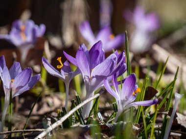 Güzel makro menekşe bahar timsahları (Crocus vernus) parlak güneş ışığı altında görünen turuncu polenler ile çiçek açarlar.