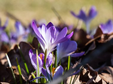 Güzel makro menekşe bahar timsahları (Crocus vernus) parlak güneş ışığı altında görünen turuncu polenler ile çiçek açarlar.