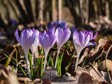 Güzel makro menekşe bahar timsahları (Crocus vernus) parlak güneş ışığı altında görünen turuncu polenler ile çiçek açarlar.