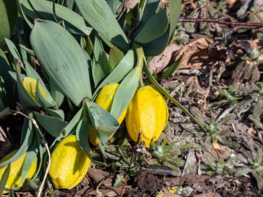 Altın sürtünme (Fritillaria aurea), geniş çan biçimli, sarı, ilkbaharda turuncu ya da kırmızımsı kahverengi çiçeklerle işaretlenmiş.