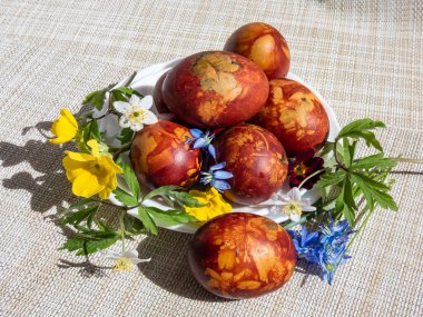 Doğal bitkilerle süslenmiş paskalya yumurtaları ve soğan kabuklarıyla kaynatılmış çiçek çiçekleri. Kahverengi yumurtaların üzerinde sarı desenler yaratmak için geleneksel bir yöntem. Güneş ışığında beyaz kumaş üzerinde.