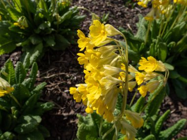 Ruprecht's Primula, Primula elatior or Caucasus Oxlip (Primula ruprechtii) flowering with nodding, soft yellow, fragrant flowers from mid spring to early summer