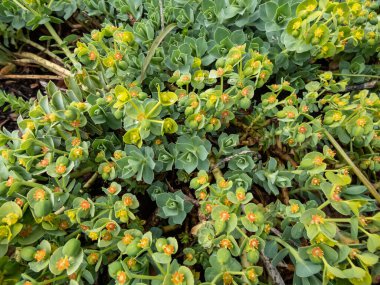 Myrtle spurge (Euphorbia myrsinites) bahçedeki parlak güneş ışığında meyve (kapsüller). Ebedi yeşil, sulu uzun ömürlü. Kapalı spirallerde yayılan etli, mavi-yeşil yapraklar.