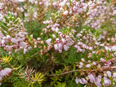 Güzel çan biçimli, beyaz, pembe ve kırmızı-mor renkli Cornish fundalığı (Erica vagans) 'Leylak' yaz ve sonbaharda