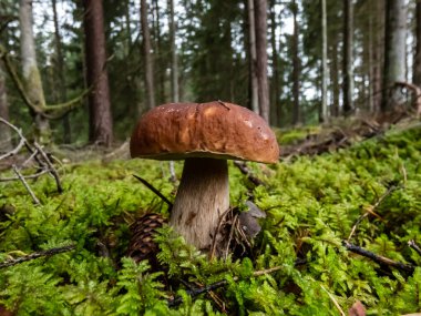 Yeşil yosunlarla çevrili ormanda yetişen sese, çöreğe, porcini mantarına (boletus edulis) yakın çekim. Sonbahar manzarası