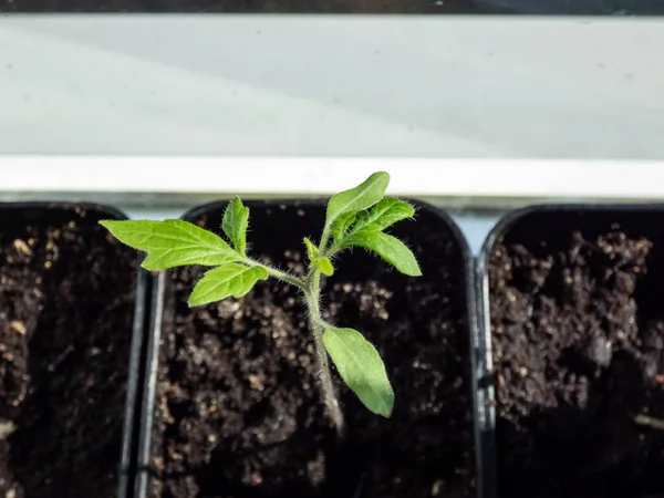 窓辺のプラスチック製のポットで成長している小さなトマト植物の苗のマクロショット 屋内園芸と発芽苗 — ストック写真