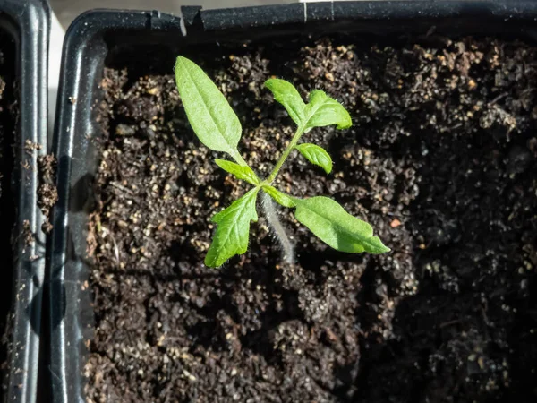 窓辺のプラスチック製のポットで成長している小さなトマト植物の苗のマクロショット 屋内園芸と発芽苗 — ストック写真