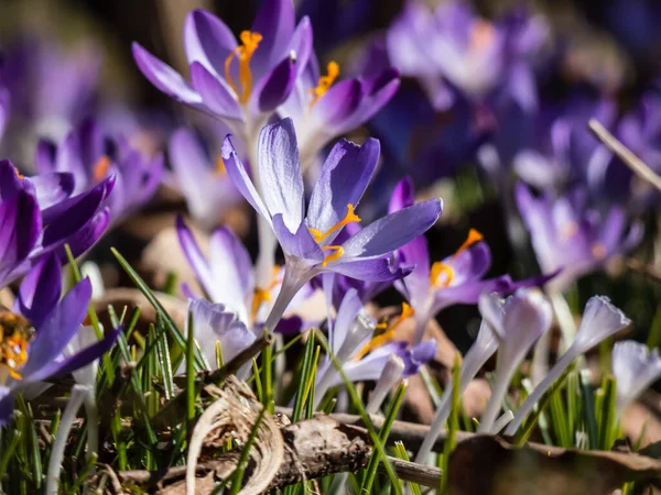 早春の明るい日差しの中で見えるオレンジ色の花粉と紫色の春のクロッカス Crocus Verus の開花の美しいマクロショット — ストック写真