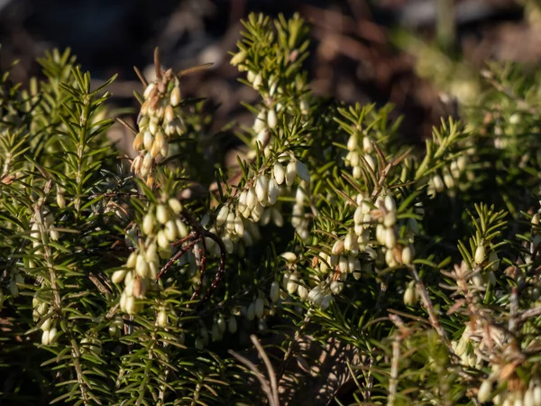 Makro Spridning Vintergröna Dvärg Buske Vintern Ljung Eller Snö Hed — Stockfoto