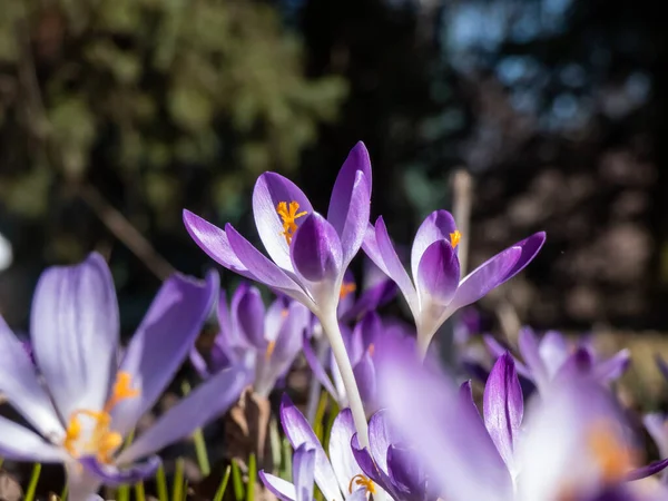 早春の明るい日差しの中で見えるオレンジ色の花粉と紫色の春のクロッカス Crocus Verus の開花の美しいマクロショット — ストック写真