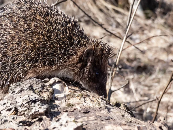 Yetişkin Avrupa Kirpisinin Erinaceus Europaeus Ilkbaharın Başlarında Yüz Göze Odaklı — Stok fotoğraf