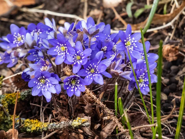 Anemone hepatikası (Anemone hepatica veya Hepatica nobilis) ormanın parlak güneş ışığında mor çiçeklerle açarak makro bir çekim yapar. Güzellik ve narin bahar çiçekleri.