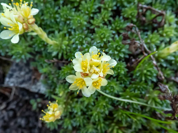 Close Saxifrage Saxifraga Flowering White Yellow Flowers Five Petals Rock — Fotografia de Stock