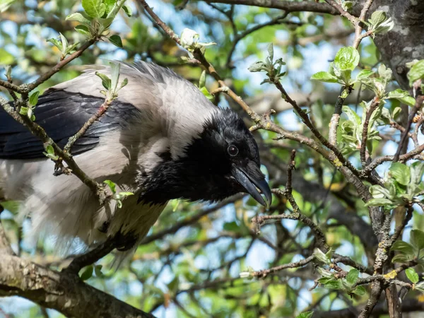 Hermoso Primer Plano Del Cuervo Encapuchado Corvus Cornix Sentado Una — Foto de Stock
