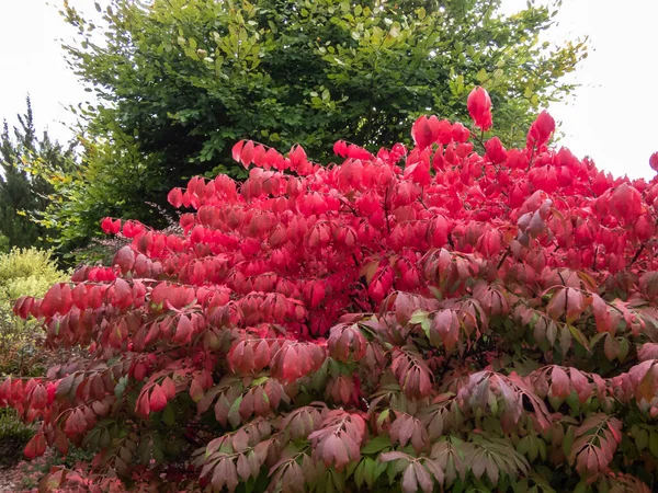 Bonito Colorido Rosa Vermelho Folhas Popular Planta Ornamental Alado Fuso — Fotografia de Stock