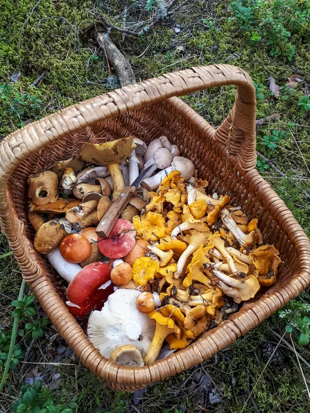 Holzkorb Auf Dem Boden Mit Essbaren Pilzen Rossula Pfifferlinge Steinpilze — Stockfoto