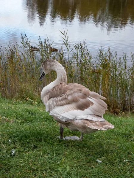 池の近くで夏に白い羽に変わる灰色の羽を持つ美しい若いミュート白鳥やシグネット シグナス色 — ストック写真