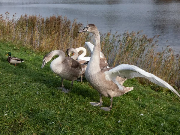 Grupo Hermosos Cisnes Mudos Jóvenes Ciñuelos Cygnus Olor Con Plumas —  Fotos de Stock