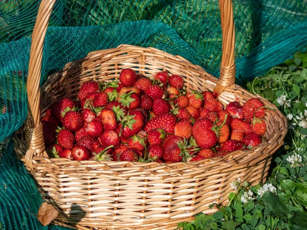 Holzkorb Voll Mit Roten Reifen Erdbeeren Auf Dem Boden Umgeben — Stockfoto