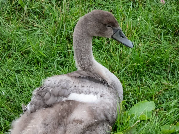 Nahaufnahme Porträt Eines Schönen Jungen Höckerschwans Cygnus Olor Mit Grauen — Stockfoto