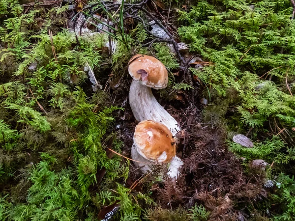 Nahaufnahme Des Steinpilzes Steinpilz Edulis Der Wald Wächst Und Von — Stockfoto