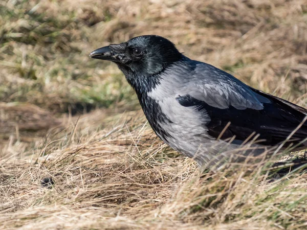 Zakapturzona Wrona Corvus Cornix Zjada Swoją Zdobycz Suchej Trawie Ptak — Zdjęcie stockowe