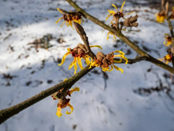 Close-up shot of the hybrid witch hazel (hamamelis intermedia) flowering with yellow and orange twisted petals on bare stems in early spring with white snow in background