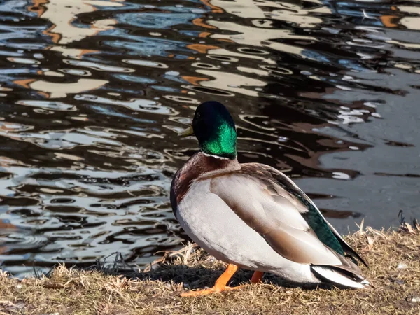 Close-up of adult, breeding male mallard or wild duck (Anas platyrhynchos) with a glossy bottle-green head and a white collar. Bird standing on a side of water