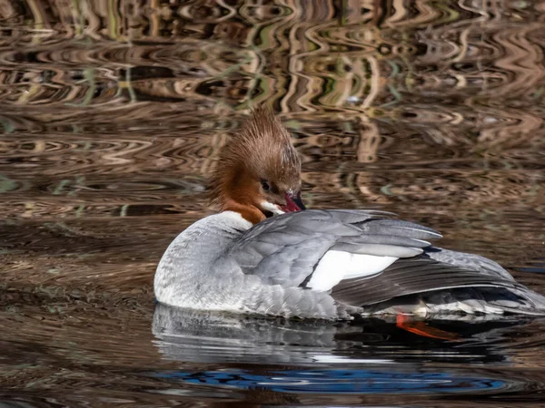 Close Tiro Fêmea Goosander Merganser Comum Mergus Merganser Nadando Água — Fotografia de Stock