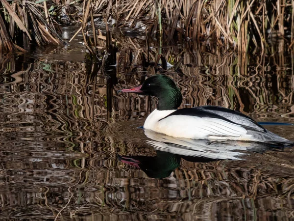 Homem Goosandro Merganser Comum Mergus Merganser Com Corpo Branco Cabeça — Fotografia de Stock