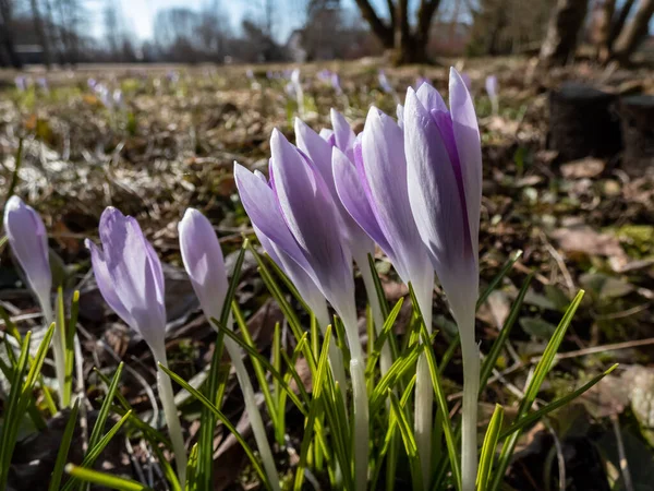 紫色の春のクロッカス Crocus Verus の美しいマクロショットは 早春の明るい日差しの中で見えるオレンジ色の花粉で開花します — ストック写真