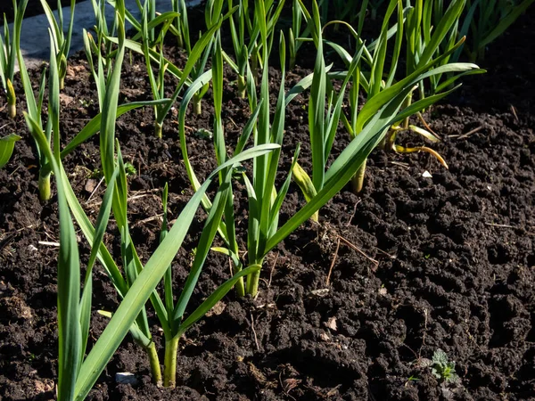 Vue Lit Légumes Avec Oignons Verts Ciboulette Poussant Dans Jardin — Photo