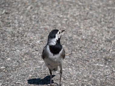 Beyaz kuyruklu (Motacilla alba) beyaz ve siyah tüylü ve uzun, sürekli sallanan kuyruklu.