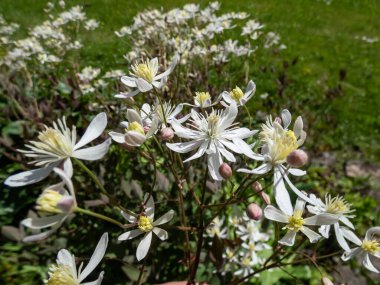 Mor zemin klemati (Clematis recta var. atropurpurea). Yapraklar mor çıkar ve mevsim ilerledikçe koyu yeşile döner. Kokulu beyaz yıldız şekilli çiçekler yazın ortaya çıkar.