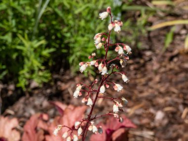 Bahçede küçük beyaz çiçekler açan pembe ve mor gölgeli 'Dane' (Heuchera) 'Dane'