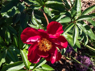 Şakayık (Paeonia lactiflora) Büyük, bölünmüş yaprakları ile Mağribi ve yazın bahçede gösterişli büyük kırmızı kase şeklinde çiçekler
